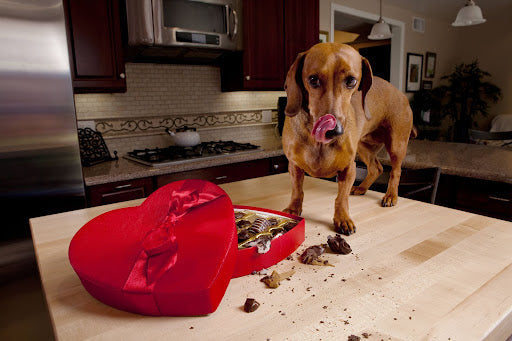 How much chocolate will harm a dog best sale